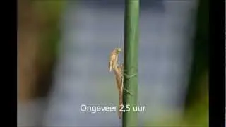 Het uitsluipen van een juffer.