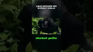 A Brave Encounter with Silverback Gorillas