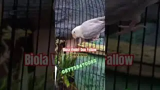 Biola Violet Dun Fallow #jokopandak #lovebirds #birds