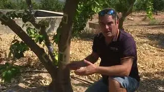 El delegat de Guadassuar explica una nova tècnica per empeltar arbres madurs amb bons resultats
