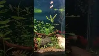 aquascape metode walstad