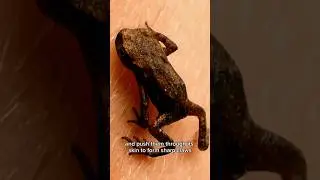 Why do they commit suicide? #hairy_frog #animals #fact