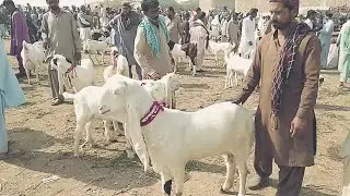 Gulabi Goats in Hyderabad Bakra Mandi 2021 / Market price of Gulabi breeders / Mandi ki updats