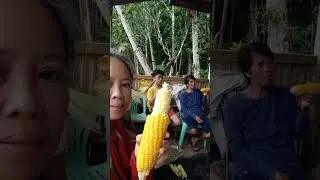 Boiled sweet corn#happy life#countryside life#healthy food#fresh air