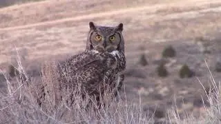 Great horned owl
