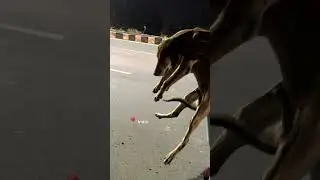 Dog Almost Run Over Is A Total Miracle | The Dodo