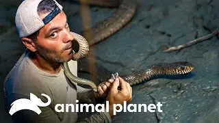 Frank sofre outra mordida intensa de uma serpente | Perdido na Ásia | Animal Planet Brasil