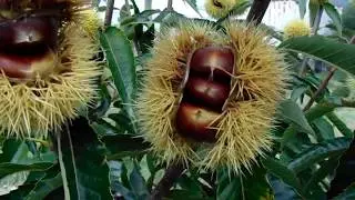 Casta&ntilde;os  para producci&oacute;n de frutos .
