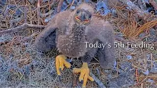 #234🦅NE32🐥26° & NE33🐥24°／NEFL 2025-2026／Gabby💗Beau／by American Eagle Foundation