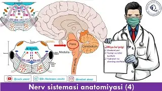 Nerv sistemasi 4. Miya ko’prigi anatomiyasi. Tashqi tuzilishi. Ichki tuzilishi. Yadrolari.