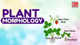 Plant Morphology | 11th Class | Biology | Science | CBSE Board | Home Revise