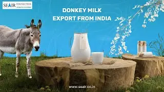 Donkey Milk Export from India: Growing Market & Trends