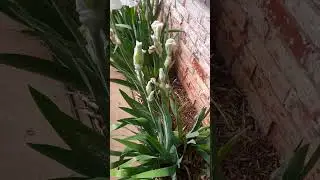 White Bearded Iris | Hardy Plants | Spring Bloomer | Spring Flowers |  Gardening With Spenta