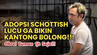 GAK NYANGKA! KUCING SCOTTISH FOLD SATU JUTAAN!!! Kesempatan Emas Harga ga Bikin Kantong Bolong!