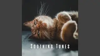 Gentle Kitty Paws