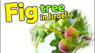 EXPLORING  ISRAEL FIG TREE