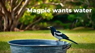 Magpie wants water