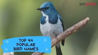 Top 44 Popular Bird Names - Best Way To Name Your Bird