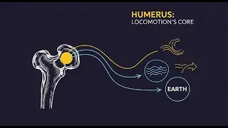 Unlocking Movement: How Animal Anatomy Mastered Land, Air & Sea | Evolutionary Biology Explained