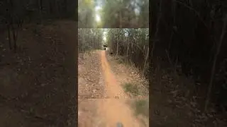 Mogo flow and Jumps #mtb #extremesport #mogo