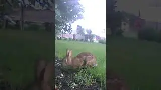 Bunny rotating ears to hear sound