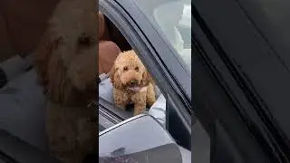 Dog Car Seat | Safe And Cozy For Your Dog