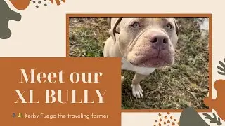 This XL BULLY Guard Our weed Farm Alone #xlbullypuppy #xlbullynation #farmdog #farmers #farmingvlog 