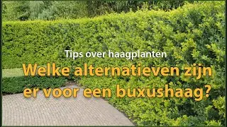 Welke alternatieven zijn er voor een buxushaag? | Tips over haagplanten