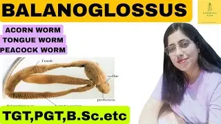 balanoglossus / hemichordata / tongue worm / acorn worm / peacock worm /