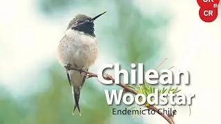 Chilean Woodstar #hummingbird #colibr&iacute; #beijaflor #picaflor #Chile