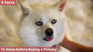 9 Facts You Need to Know Before Buying a Pomsky
