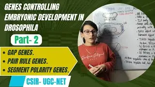Genes controlling Embryonic development in Drosophila || Zygotic Effect Genes