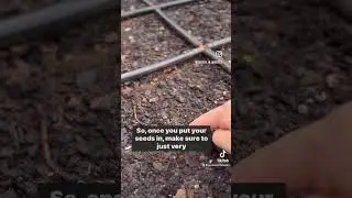 Planting Cauliflower Seeds In Raised Beds