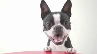 Rex The Talking Dog