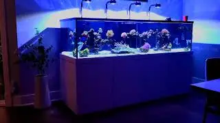 Feeding a Shark in a Saltwater Aquarium( 1 year update)