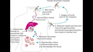 Жизненный цикл Plasmodium falciparum: бесполая и половая стадии.