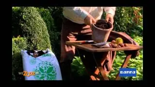 Planter des crocus en pot - Vid&eacute;o jardinage | GAMMA Belgique