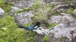 Magpie foraging on the ground