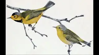 The man who documented a now-extinct bird in Missouri