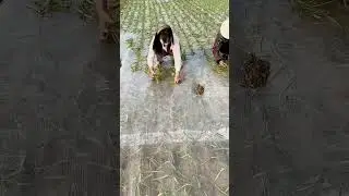 unique techniques for caring for plants in plastic-covered fields #shorts