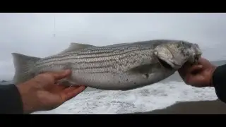 Caught a striper by Pacifica Pier