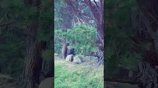 Scottish camping 🏴󠁧󠁢󠁳󠁣󠁴󠁿 #scotland #nature #camping #outdoors #beach #forest #highlands #tent