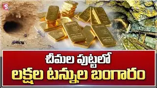 Ants Give Whereabouts Gold Mine In Bihar | Gold Mines Found In Jamui District Of Bihar | SumanTV