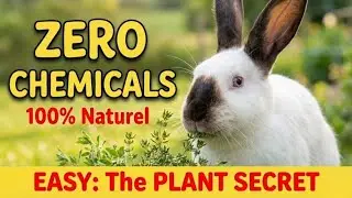 Raise rabbits EASILY and healthy with medicinal plants