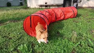 LotFun Dog Agility Training Equipment, Dog Outdoor Game Set with Tunnel, Agility Hurdle, Weave Poles