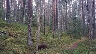 Ymmärtämättömyydestä @Koura33 