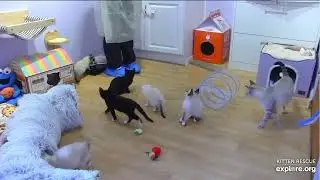 241014 Bubbles -Kitten Rescue (explore.org 1220)
