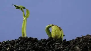 Underground bean germination and growing time lapse over 4 weeks