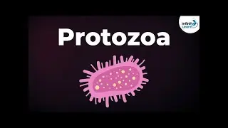 Protozoa: The Hidden World of Microscopic Life!