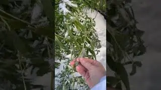 Bamboo covered by ice